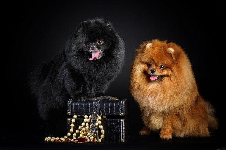 Шпиц померанский карликовый белый