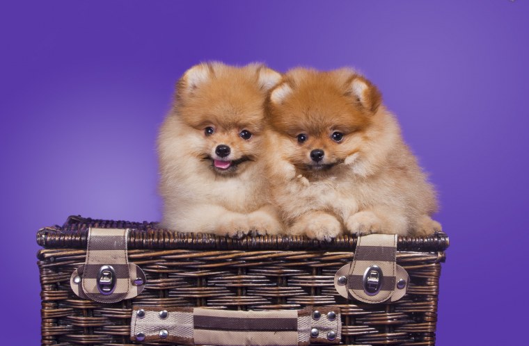 Померанский шпиц