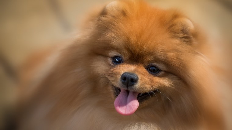 Померанский шпиц длинношерстный белый