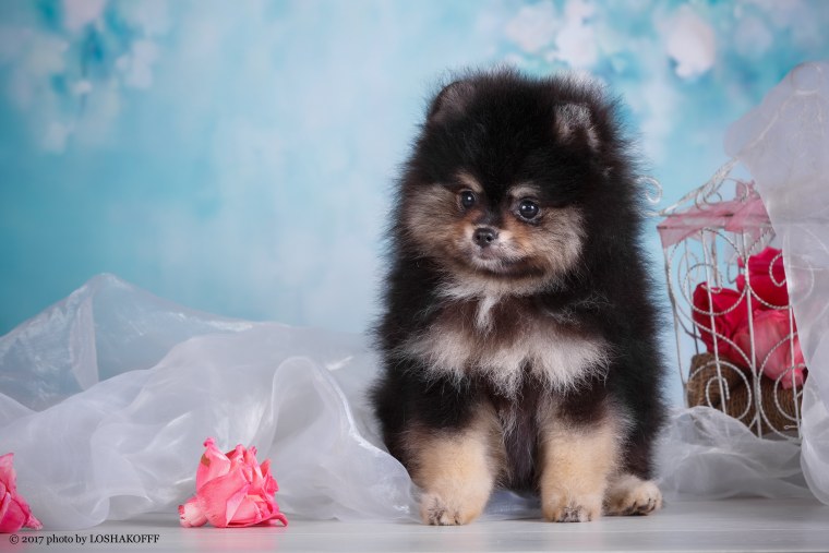 Обои на рабочий стол шпиц