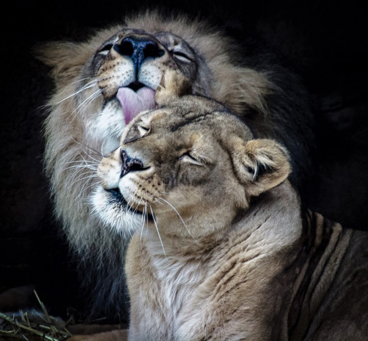 Львы спят в обнимку