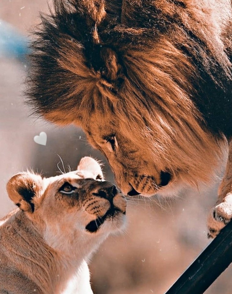 Мама львица и малыш Графика