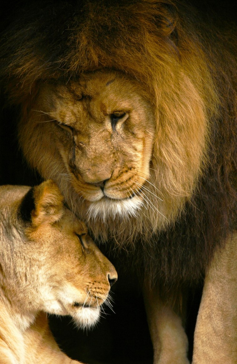 Животная страсть