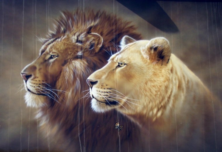Львиная нежность картина