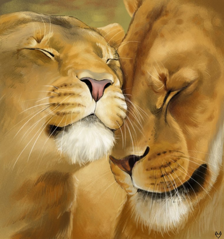 Лев самец и самка