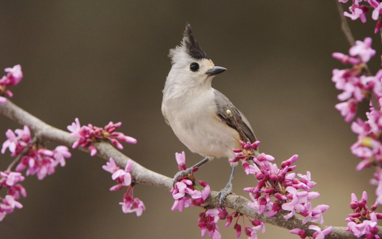 Летние птицы