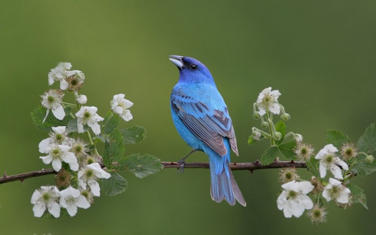 Заставка на рабочий стол птицы