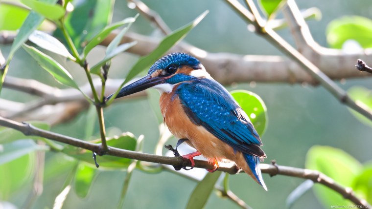 Красивые птицы