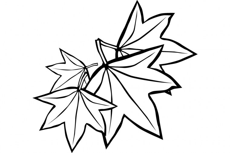 Клен листья расположение