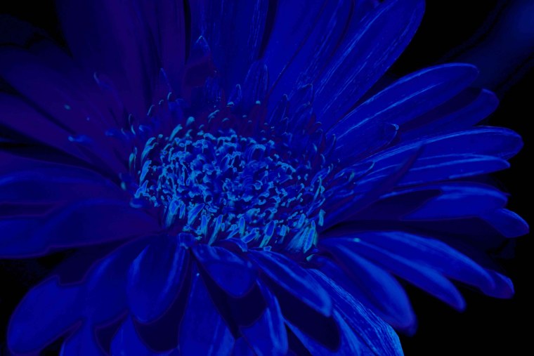 Роза Блю сапфир