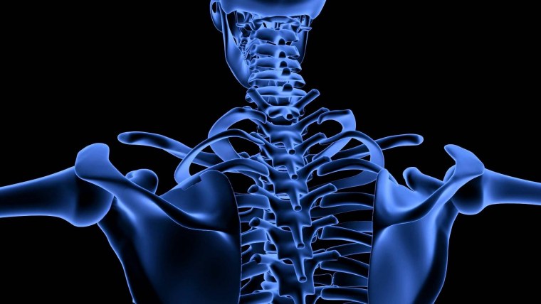 Анатомия обои