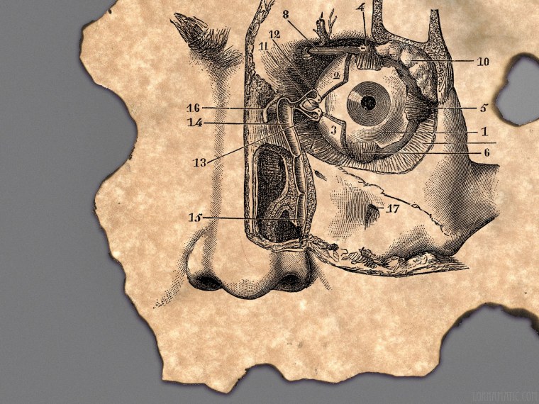Пластическая анатомия мышц туловища