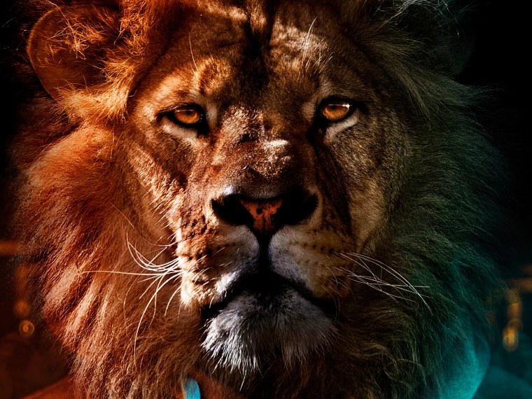 Лев в Африке