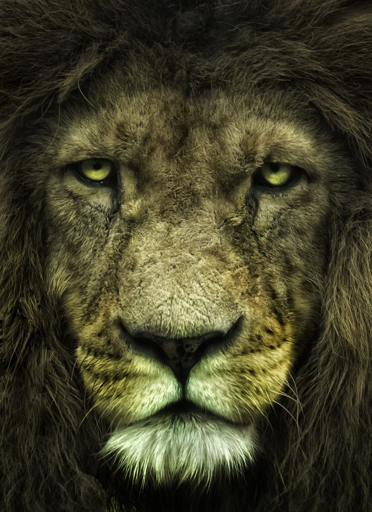 Лев рычит космос