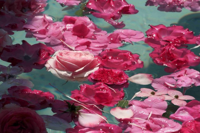 Розы в воде