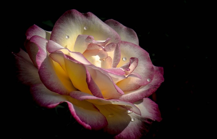 Голубой цветок на воде