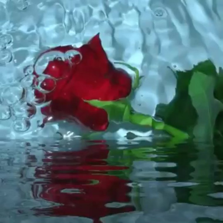 Цветы вода камень