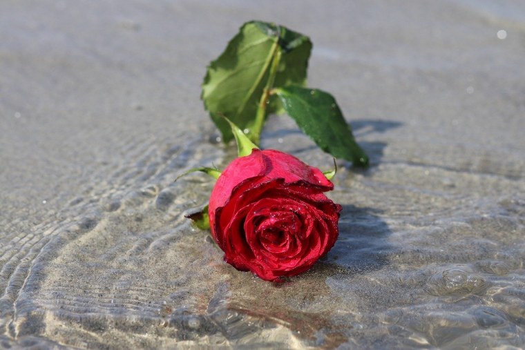 Цветы плавают в воде