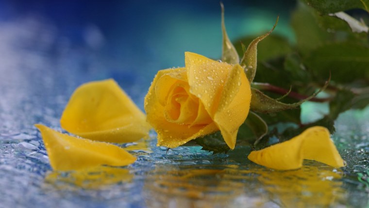Розы в воде