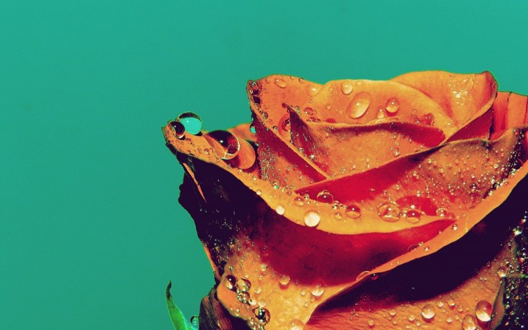 Цветы крупным планом на черном фоне