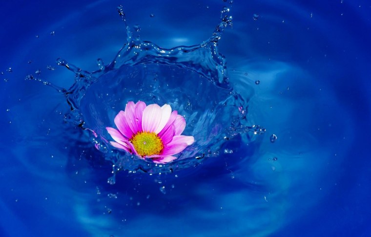 Эстетика цветов в воде