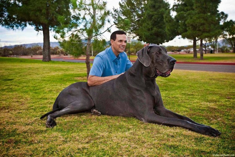 Дог Джордж ростом 2.13