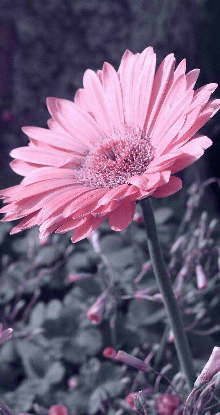 Розовые цветы