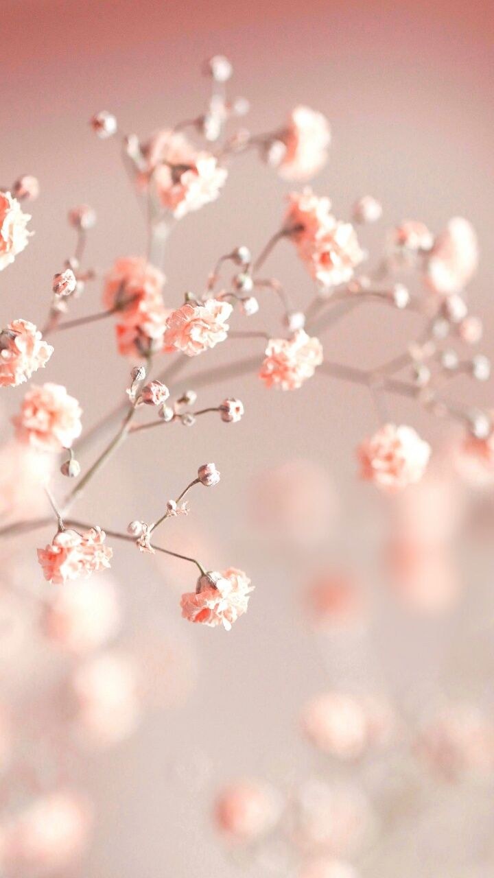 Фон цветы нежные серые