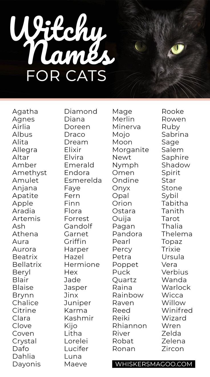 Как зовут котов в разных странах