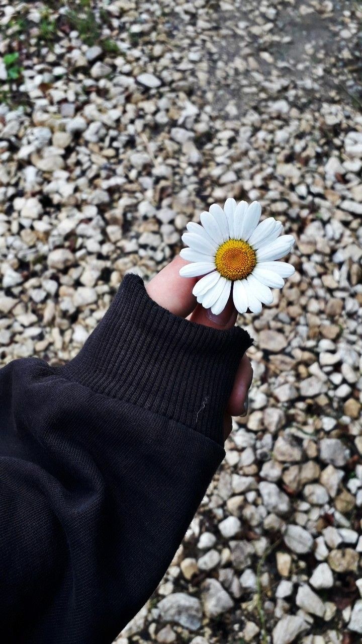 Ромашки Эстетика