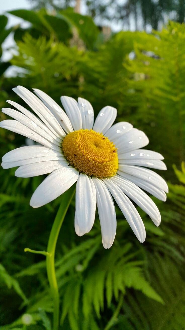 Картинку на аватарку ромашки на фоне природы