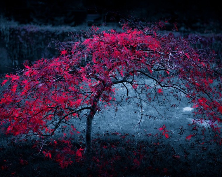 Красивые красные деревья