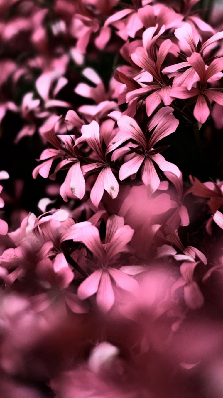 Розовые цветы вертикально