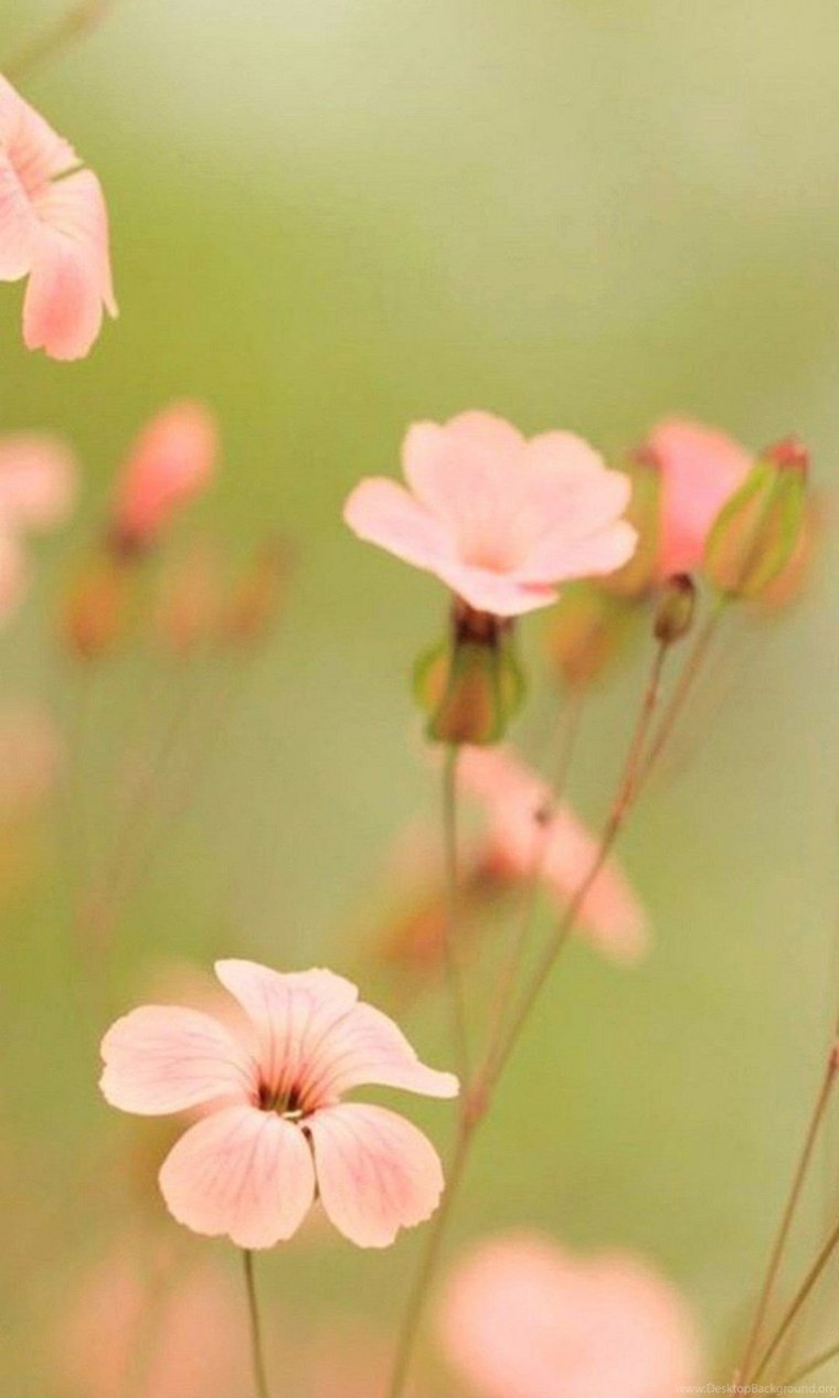 Магнолия дзен