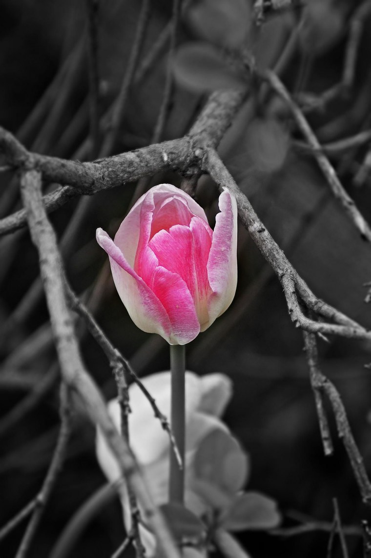 Смартфон Xiaomi mi a2 розовый