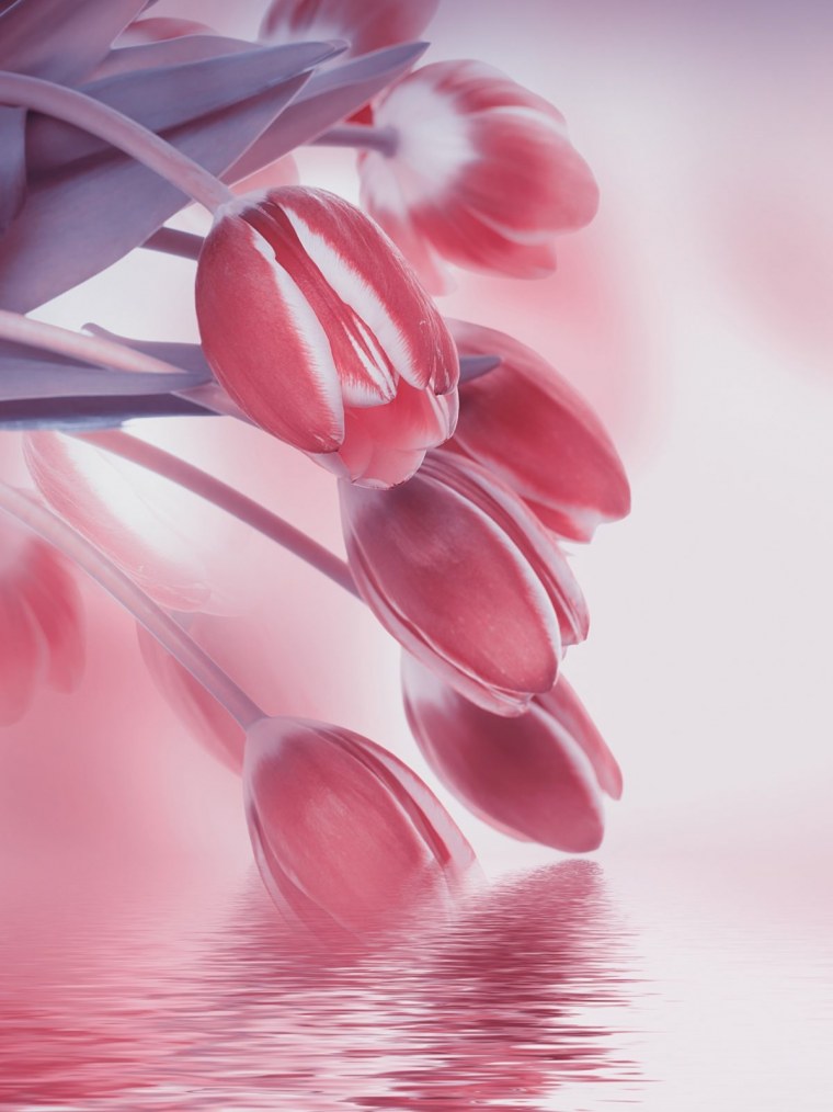 Красивые однотонные цвета для телефона