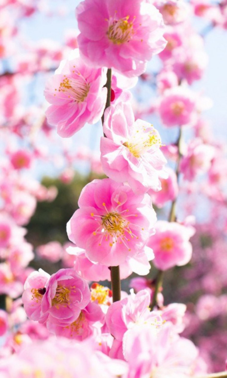 Темно розовые цветы