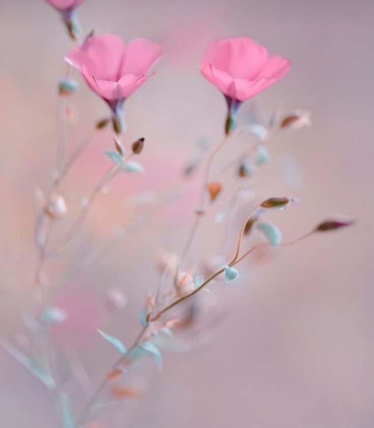 Бледные цветы