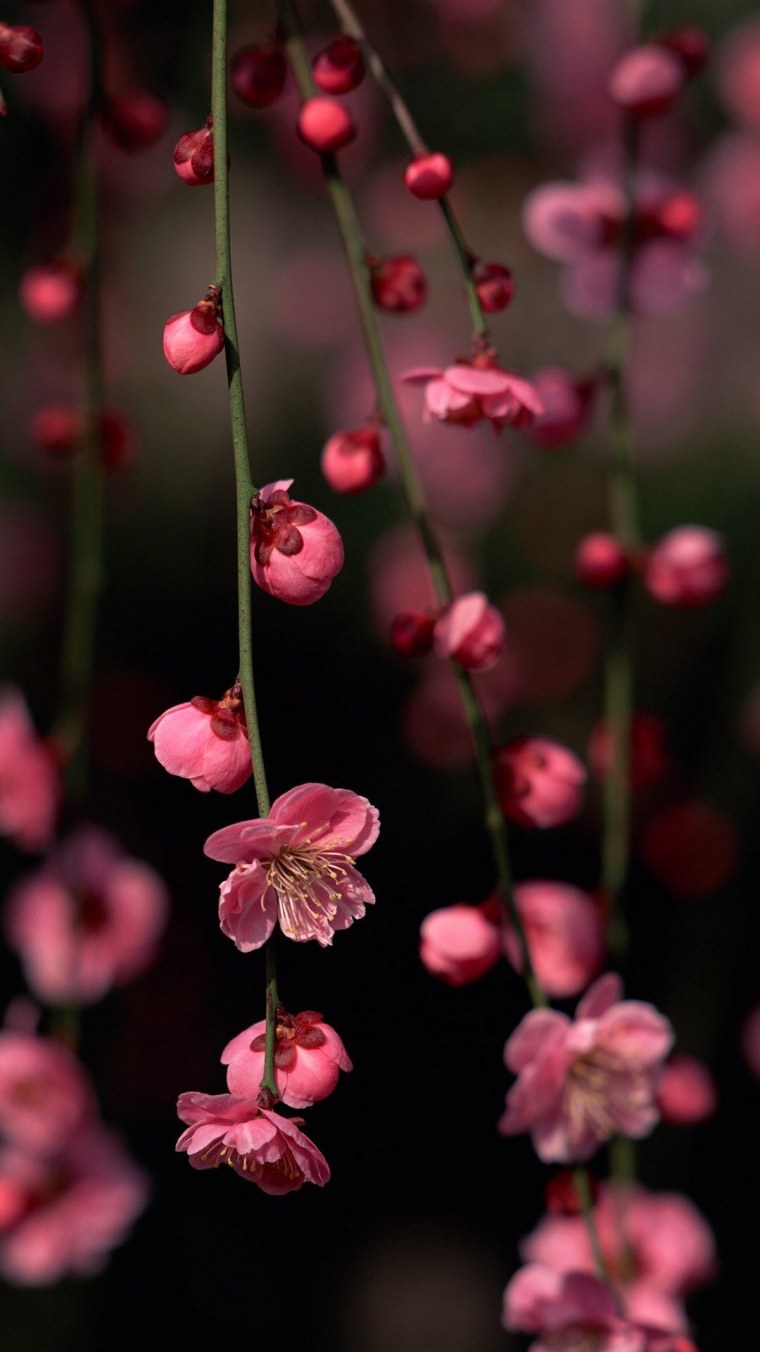 Серо розовые цветы