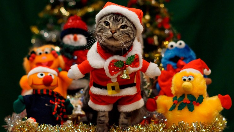 Новогодний кот