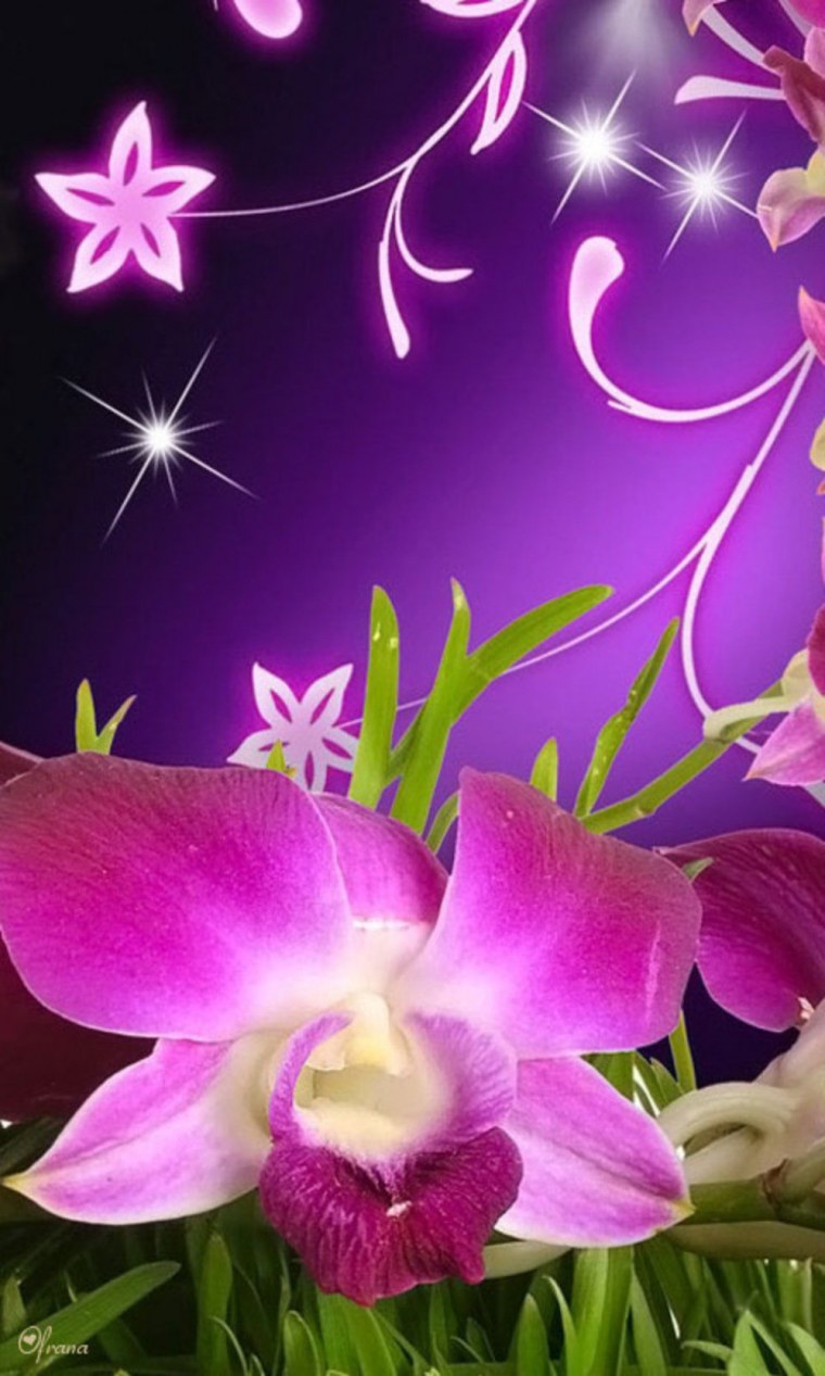 Обои для андроид цветы