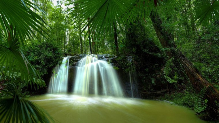 Листья пальмы на бежевом фоне