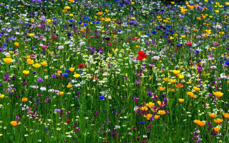 Луговые цветы