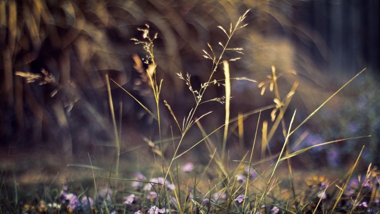 Клевер Луговой