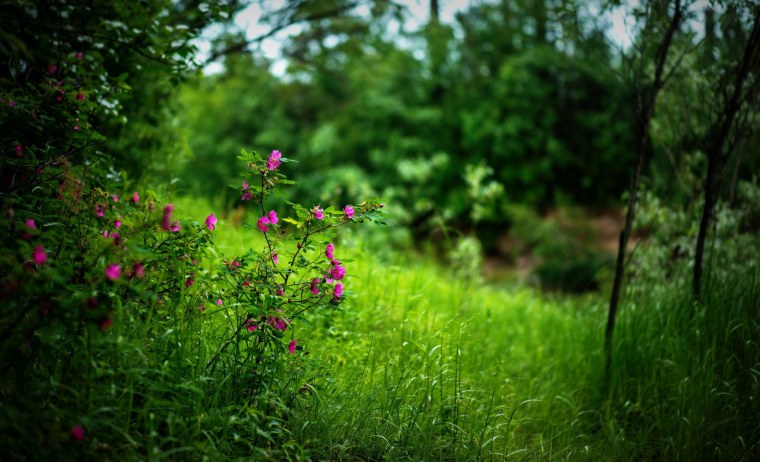 Полевые цветы в росе