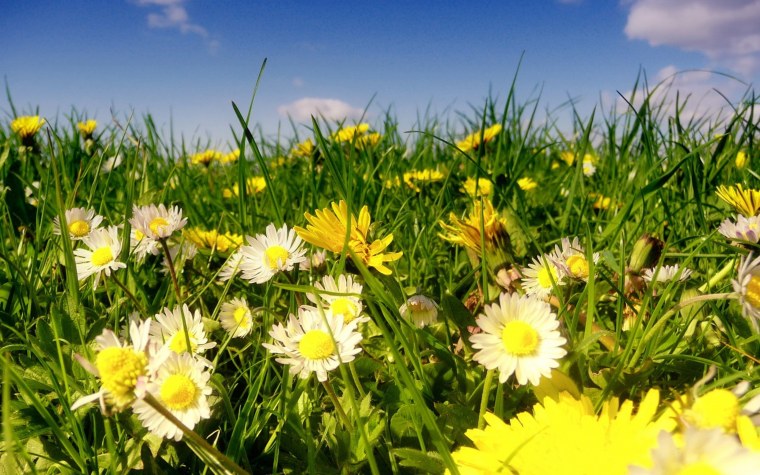 Полевые цветы