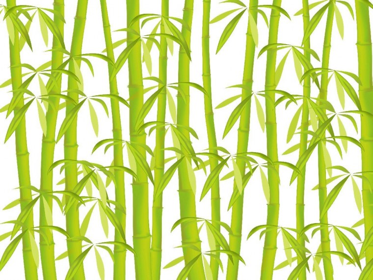 Бамбук японский Ориенталь