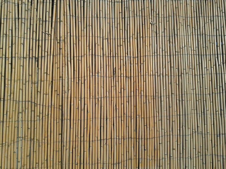 Бамбуковое дерево