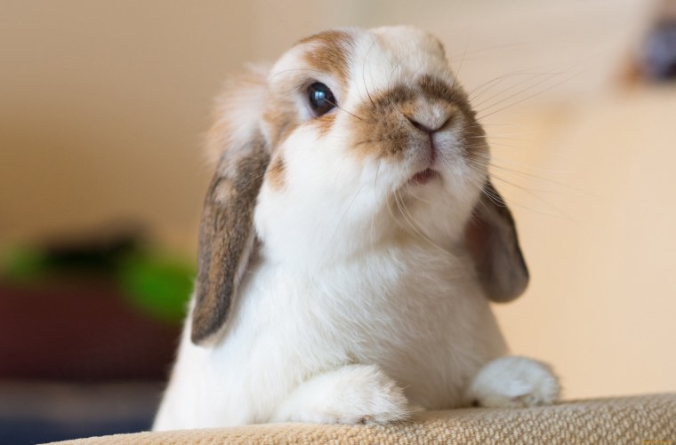 Кролик Минимализм