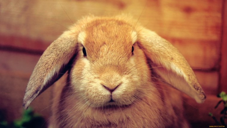 Обои на рабочий стол заяц